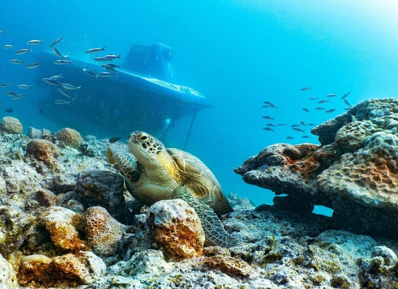 Picture 3 for Activity Trou-aux-Biches: Submarine Tour to the Star Hope Wreck