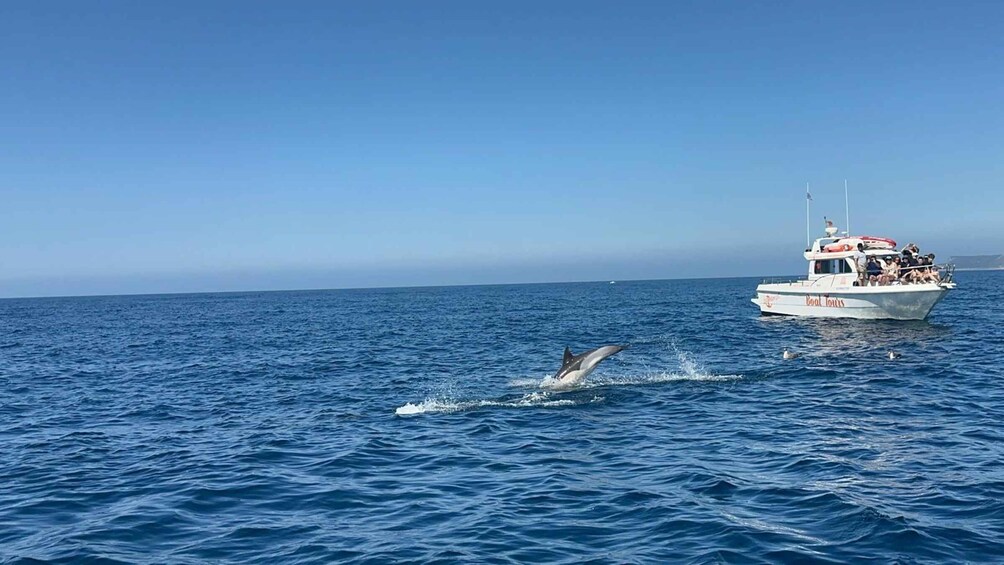 Picture 7 for Activity Dolphin Watch
