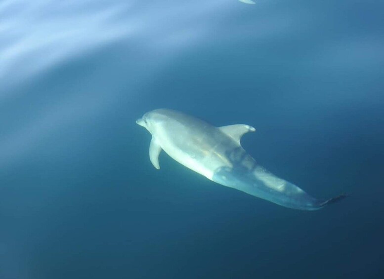 Picture 2 for Activity Dolphin Watch