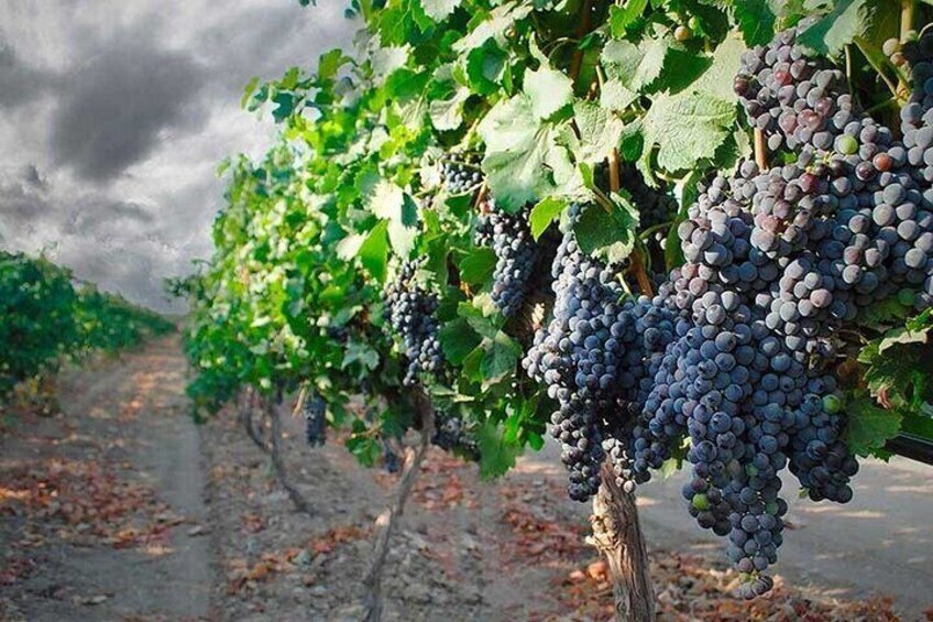Wine tasting experience in the Apulian countryside
