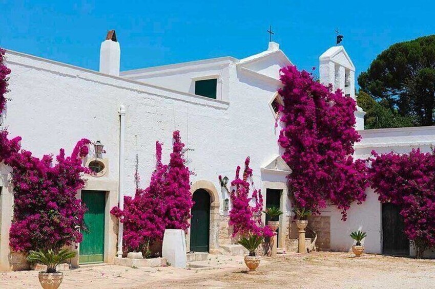 Wine tasting experience in the Apulian countryside