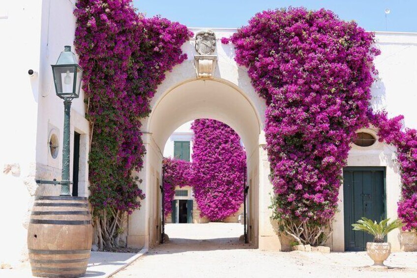Wine tasting experience in the Apulian countryside