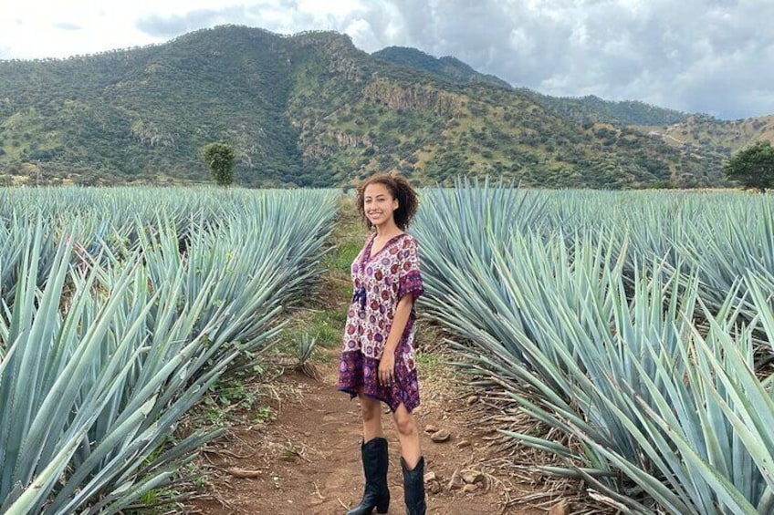agave fields