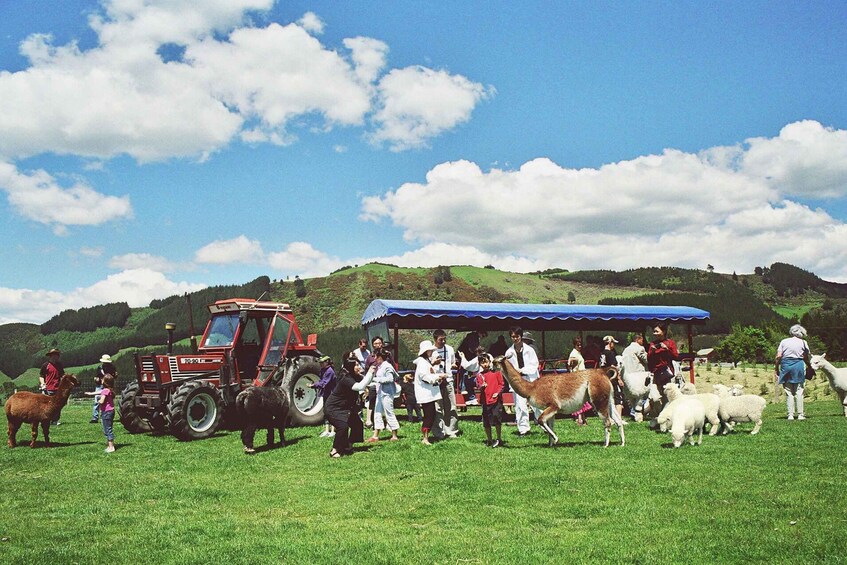 Picture 12 for Activity Rotorua: Agrodome Farm Tour with Show and Produce Tasting