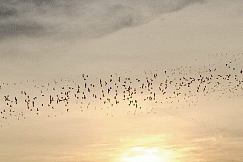 Bats flying out of the secret cave at sunset