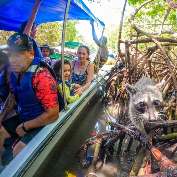 Picture 5 for Activity Barú Day Tour: Mangroves, Snorkeling, Sunset & Plankton
