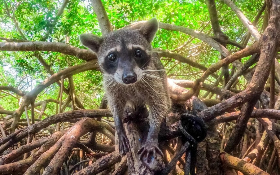 Barú Day Tour: Mangroves, Snorkeling, Sunset & Plankton