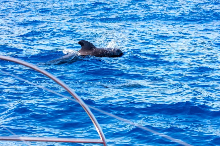 Exclusive Freebird Catamaran Whale and Dolphin Cruise to La Caleta