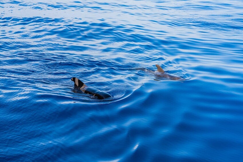 Exclusive Freebird Catamaran Whale and Dolphin Cruise to La Caleta 