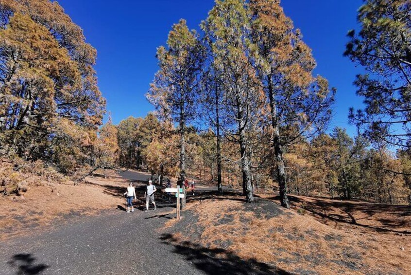 Full Day Tour with Hiking to the Tajogaite Volcano