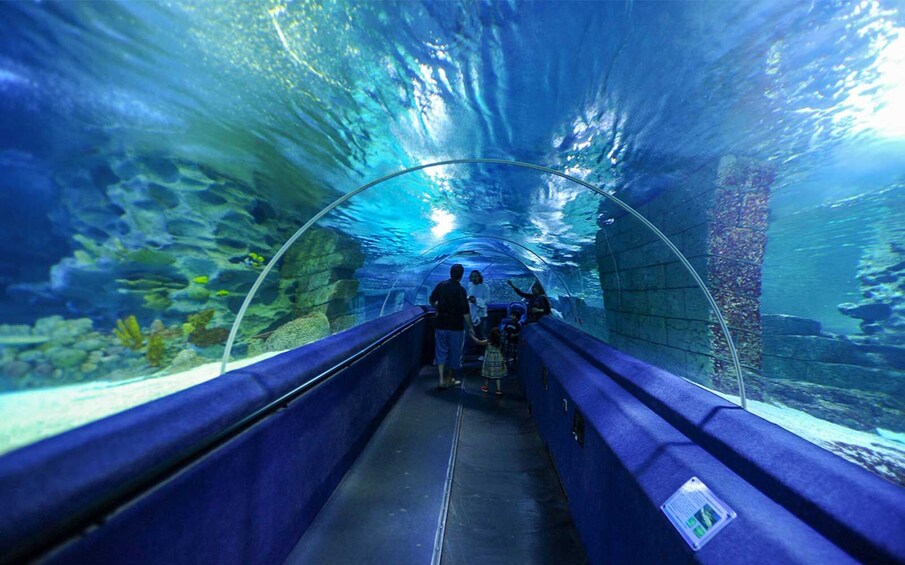 Istanbul Aquarium Visit with Transfer
