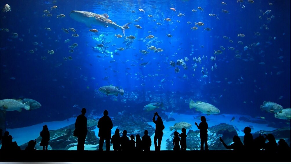 Istanbul Aquarium Visit with Transfer