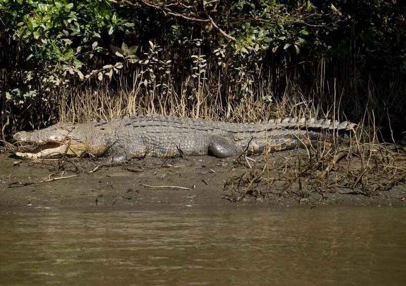 Picture 9 for Activity Cairns: Daintree, Mossman Gorge, & Cape Tribulation Day Trip