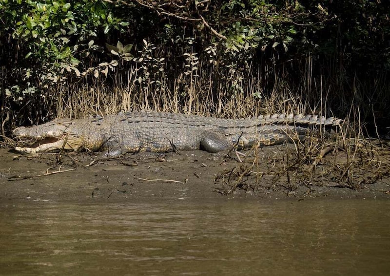 Picture 9 for Activity Cairns: Daintree, Mossman Gorge, & Cape Tribulation Day Trip