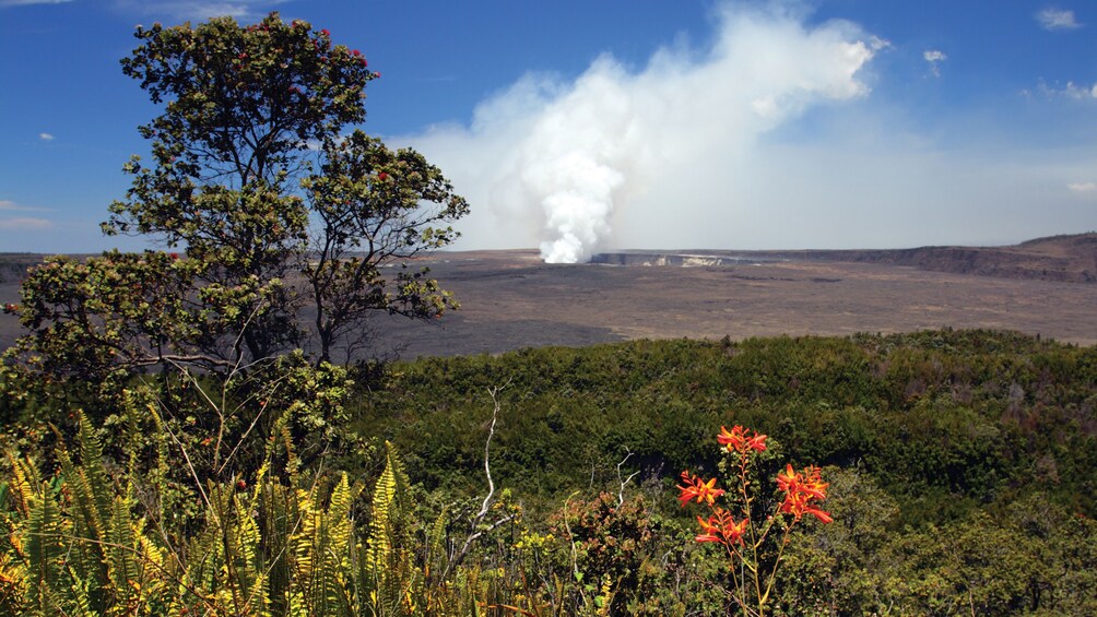 Field and volcano on Oahu