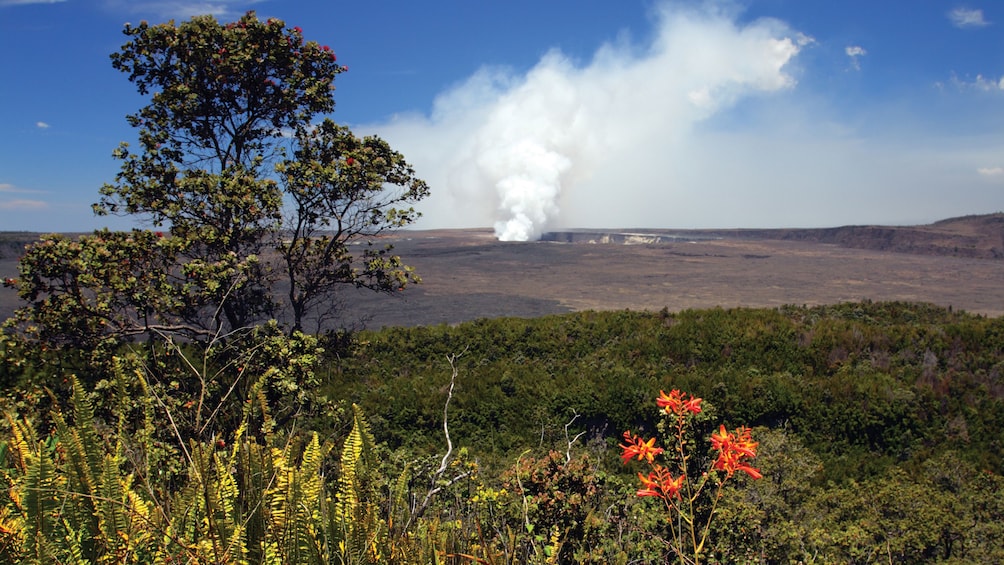 Field and volcano on Oahu