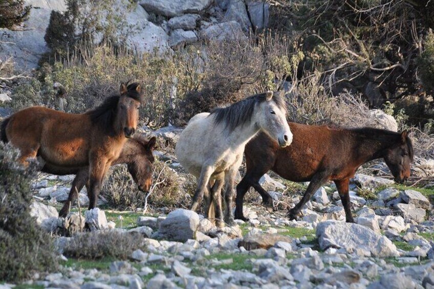 Private Tour in Ormana & Altınbeşik Cave with Lunch