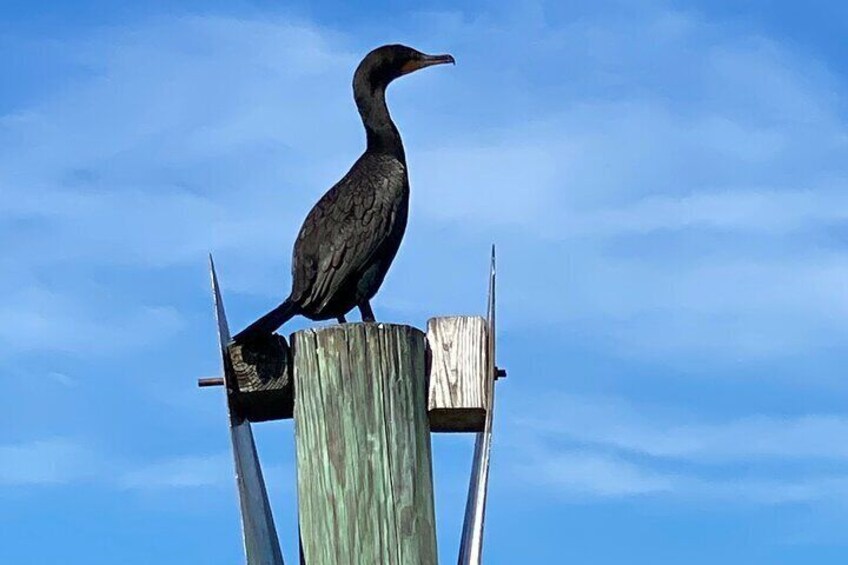 Cormorant