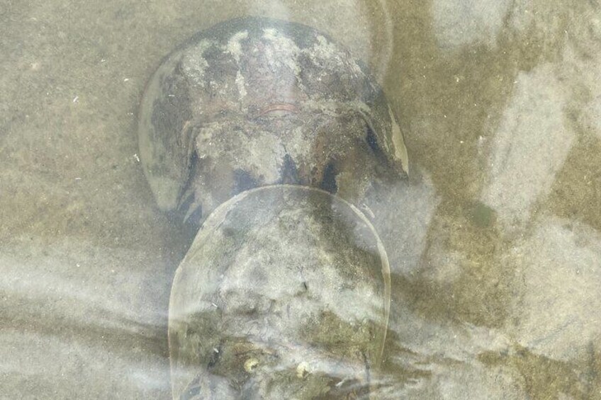 Horseshoe Crabs