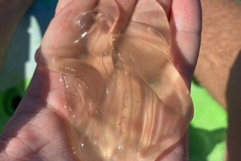 Comb Jelly