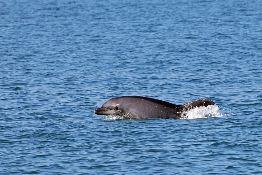 Picture 5 for Activity Olbia: Dolphin Watching Tour with Figarolo Island Snorkeling