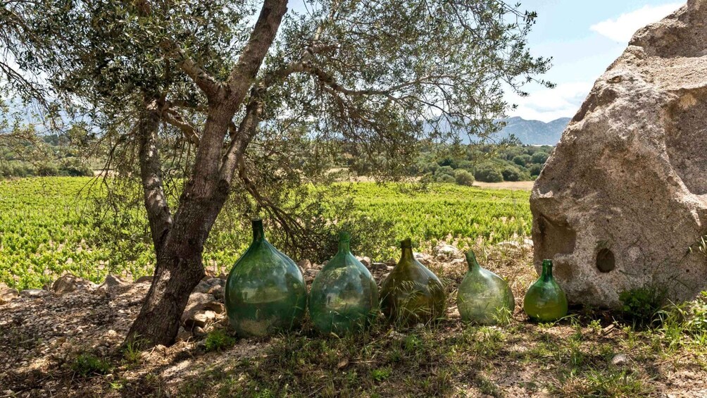 Picture 13 for Activity Sardinia: Dorgali Winery Tour with Tasting and Local Guide