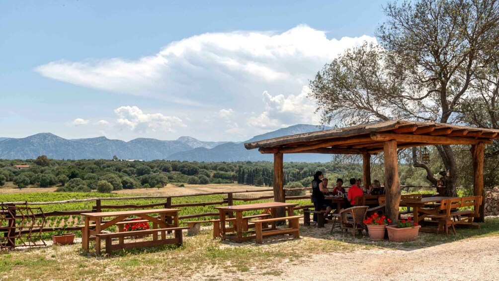 Picture 8 for Activity Sardinia: Dorgali Winery Tour with Tasting and Local Guide
