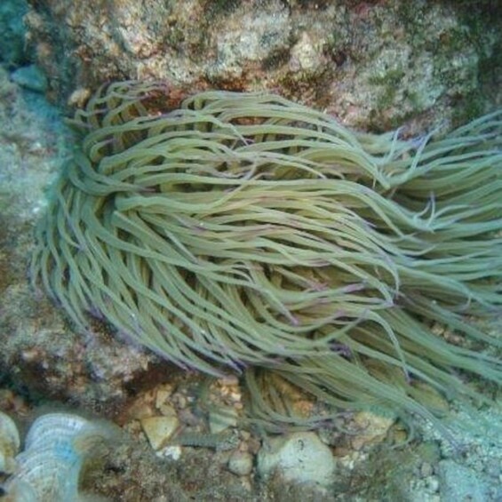 Picture 7 for Activity Alghero: discovery diving lesson for beginners