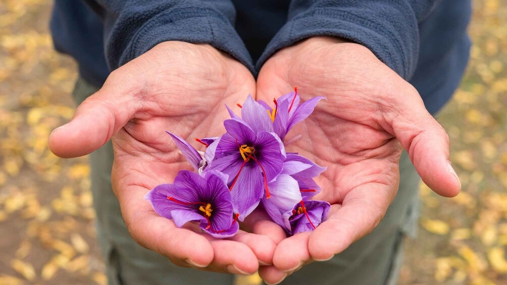 Picture 2 for Activity Olmedo: saffron workshop with shepherd and tasting