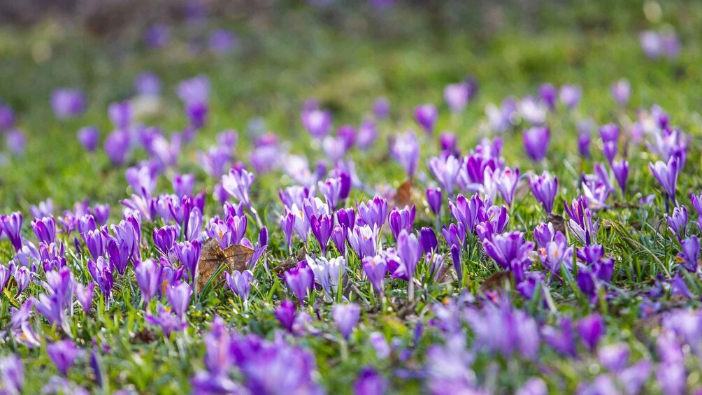 Picture 8 for Activity Olmedo: saffron workshop with shepherd and tasting