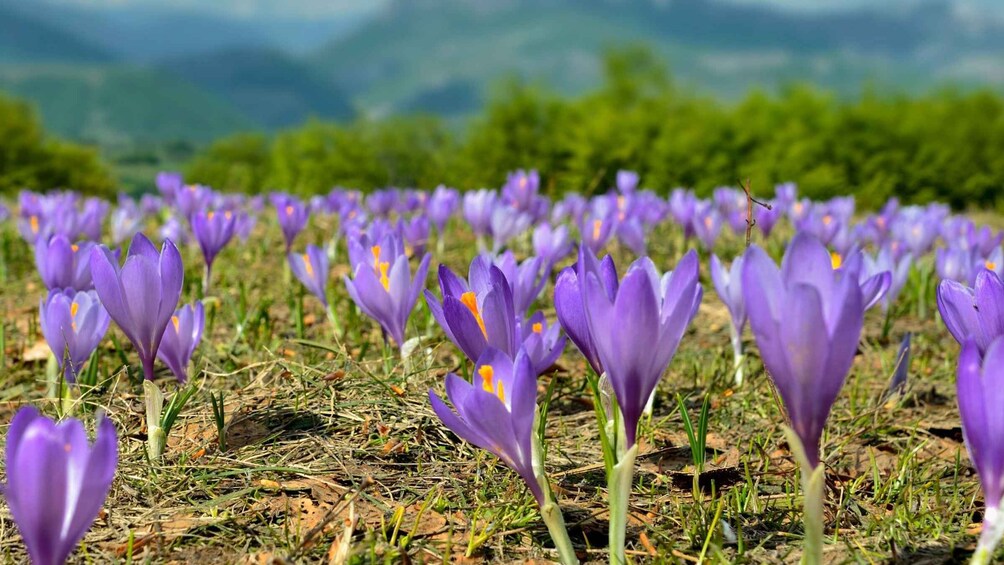 Picture 5 for Activity Olmedo: saffron workshop with shepherd and tasting
