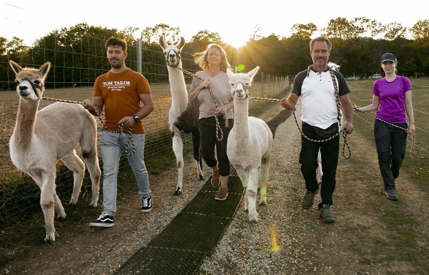 Picture 1 for Activity Mödling/Vienna: Scenic Guided Hike with Alpacas and Llamas