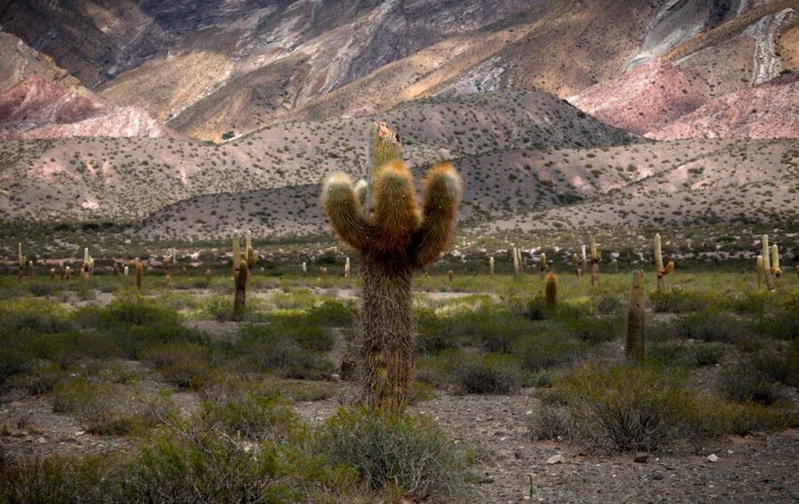 Cafayate + Cachi + Salinas Grandes +  Transfer in/out  