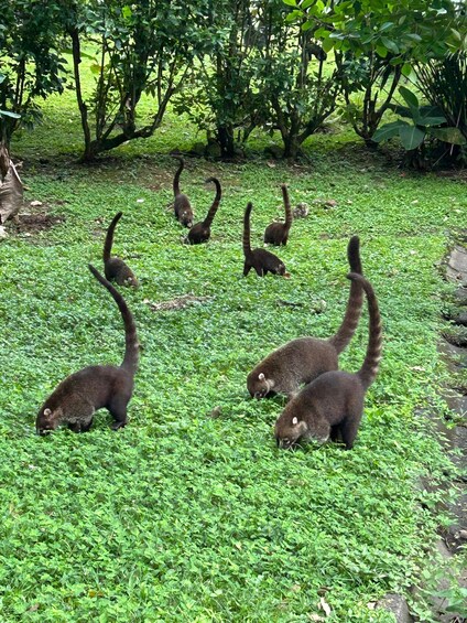 Picture 11 for Activity Panama City: Soberania National Park Private Rainforest Hike