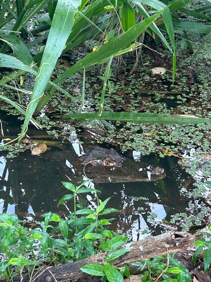 Picture 15 for Activity Panama City: Soberania National Park Private Rainforest Hike