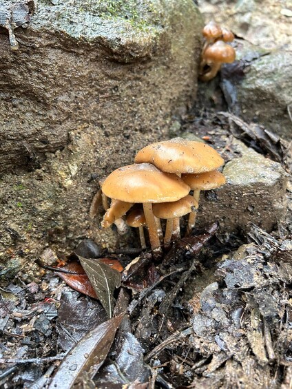 Picture 20 for Activity Panama City: Soberania National Park Private Rainforest Hike
