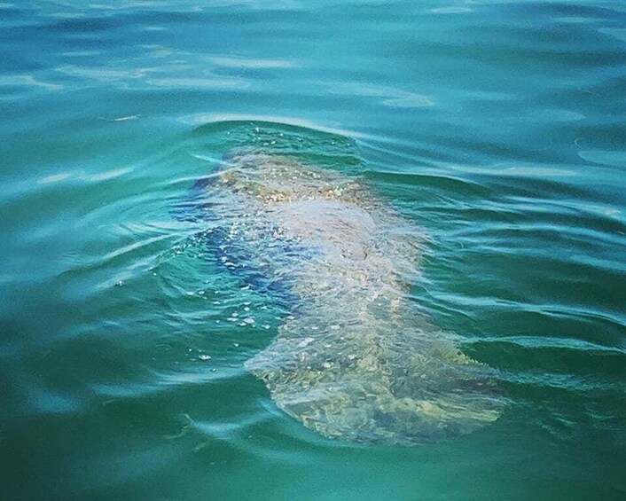 Picture 2 for Activity Clearwater Beach Private Pontoon Tours