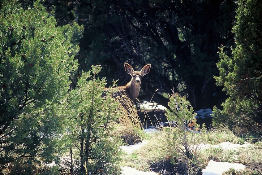Picture 2 for Activity From Sedona: Red Rock West Jeep Tour