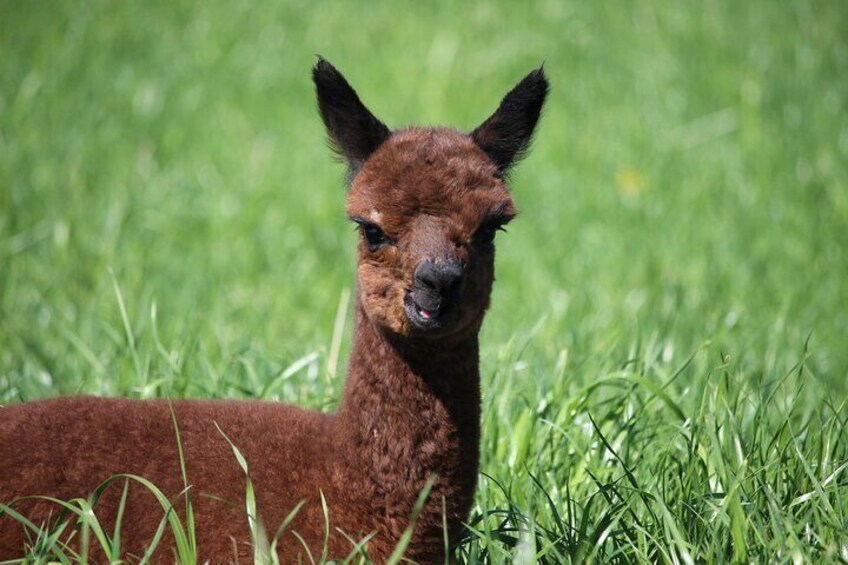 HELSINKI: Alpaca Farm Tour with Guided Walk (private)