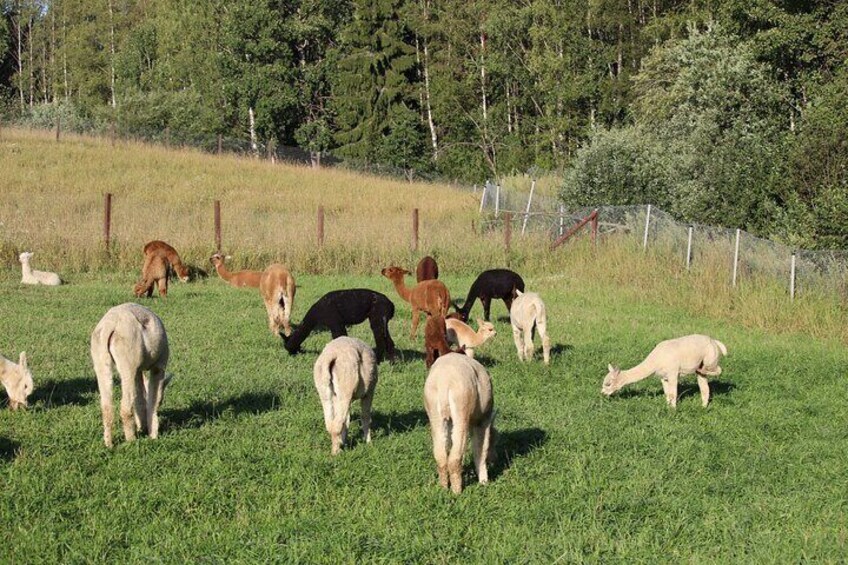 HELSINKI: Alpaca Farm Tour with Guided Walk (private)