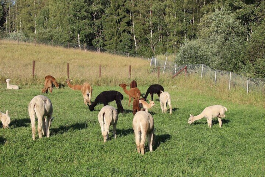 HELSINKI: Alpaca Farm Tour with Guided Walk (private)