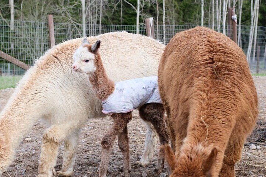 Helsinki Alpaca Walk