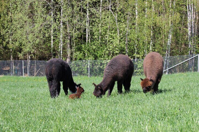 HELSINKI: Alpaca Farm Tour with Guided Walk (private)