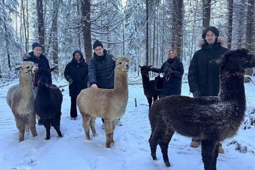 Helsinki Alpaca Walk