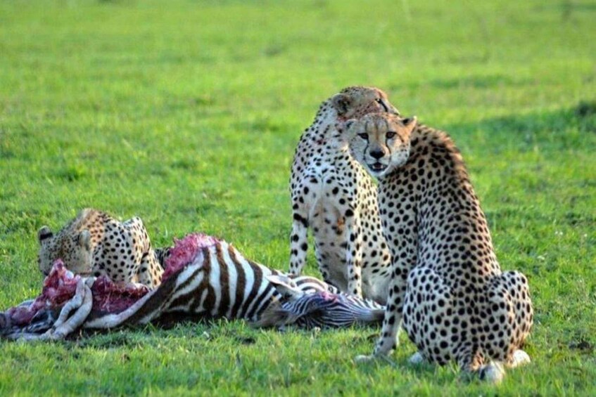Picture 62 for Activity From Nairobi: 3-Day/2-Night Maasai Mara Group Safari