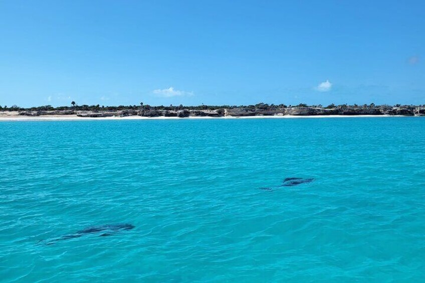 Half Day Bottom Fishing Private Charter