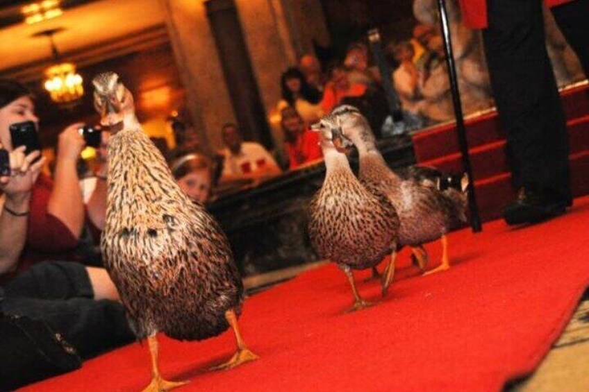 The famous Peabody Ducks enjoying their luxury hotel home.