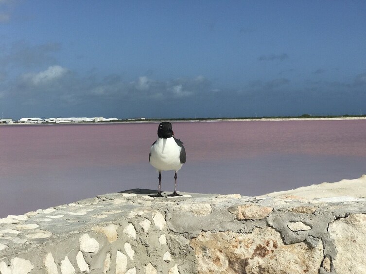 Adventure to Las Coloradas, Rio Lagartos & Cancunito Beach from Merida