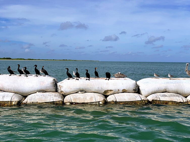 Adventure to Las Coloradas, Rio Lagartos & Cancunito Beach from Merida