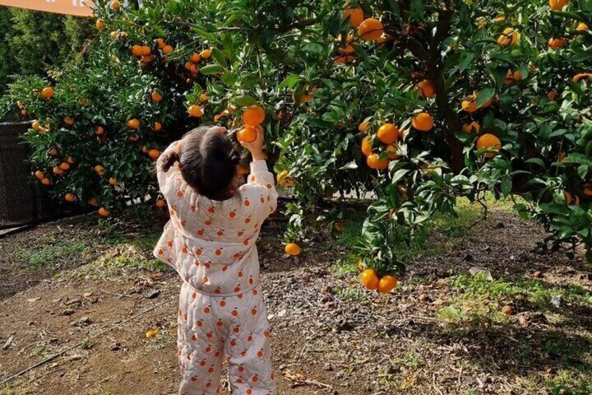 Camellia Flower and Tangerine Picking Jeju Private Tour